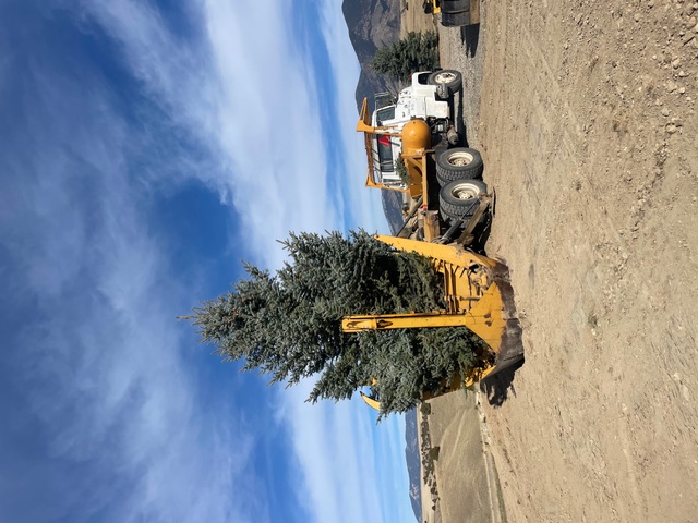 Landscape design with transplanted trees and decorative stone path