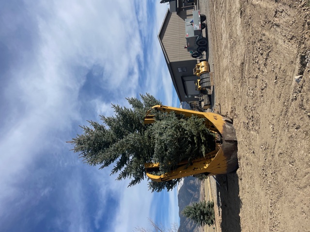 Completed tree installation at Montana property