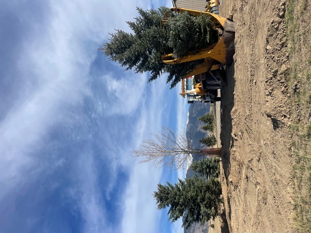 Tree spade holding large blue spruce during transplant