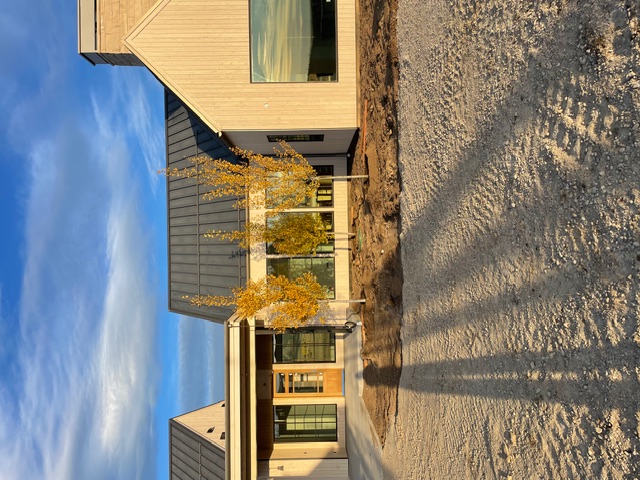 Golden autumn aspens planted in front of modern Montana home